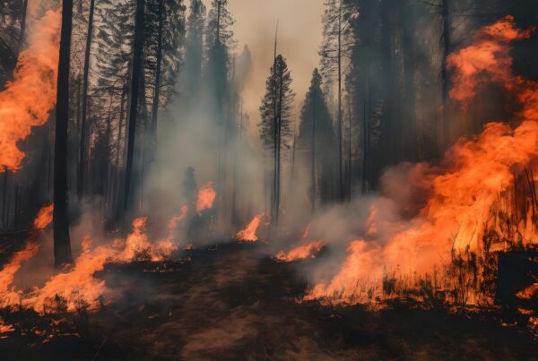 "Intense wildfire raging through forest, with towering flames and thick smoke enveloping tall trees, depicting environmental destruction."