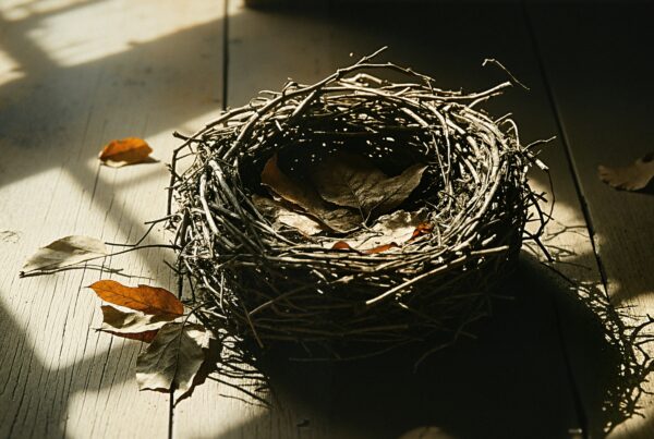 A bird's nest with twigs and leaves illuminated by sunlight.