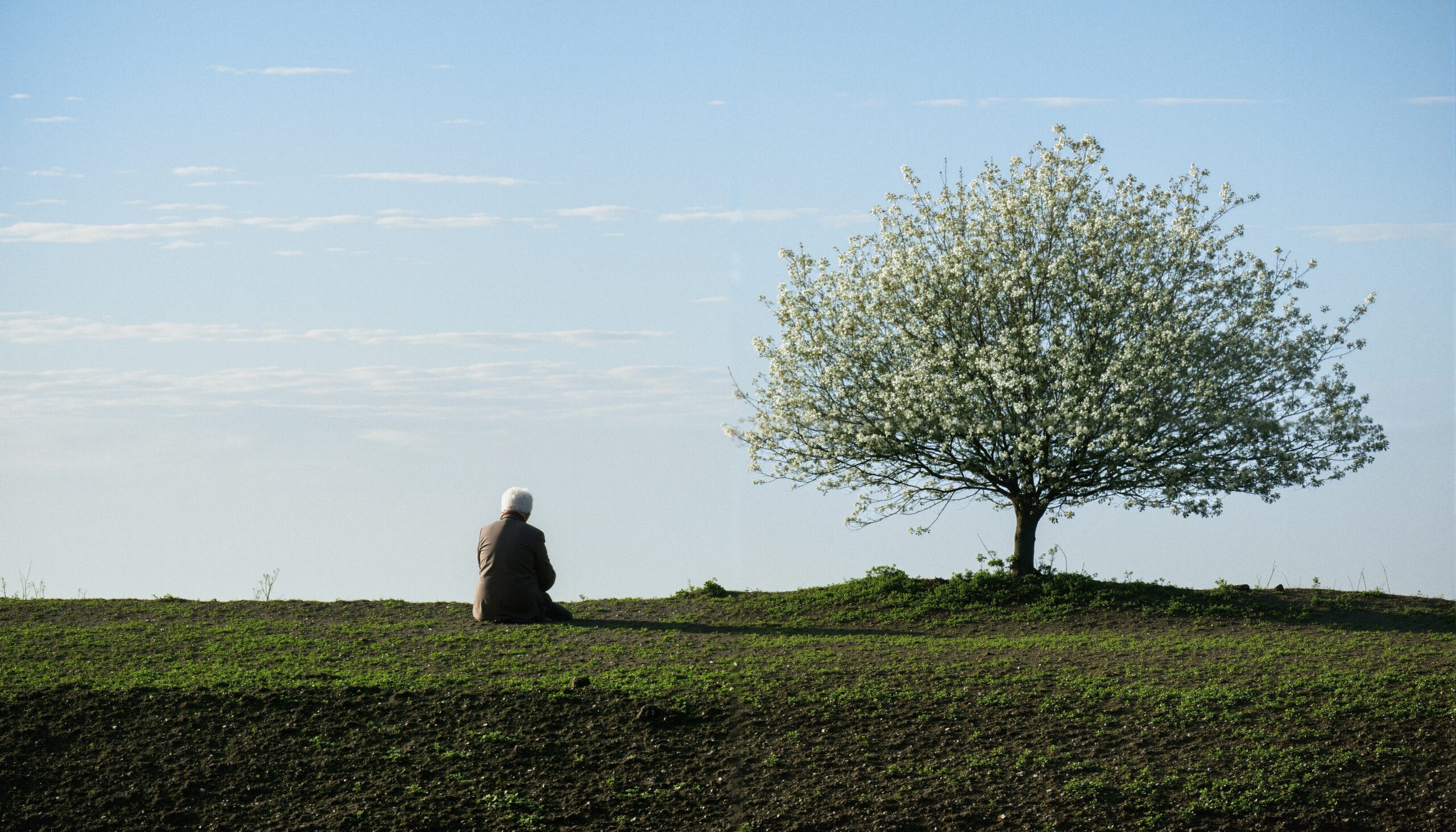 Solitude Beneath Blooming Tree
