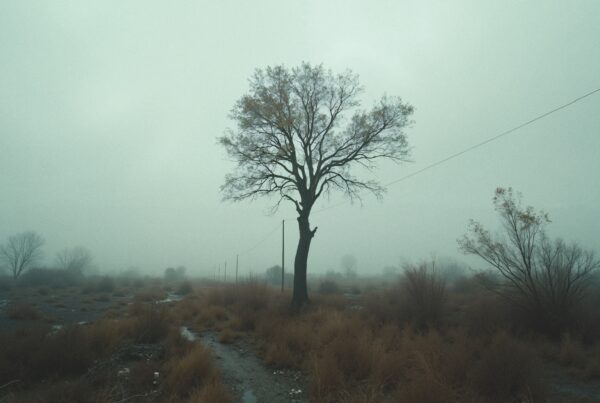 Lone Tree in Foggy Landscape