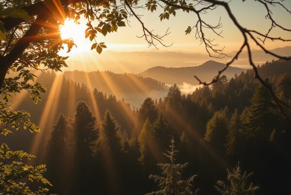 Dawn's Glory Through Mountain Pines