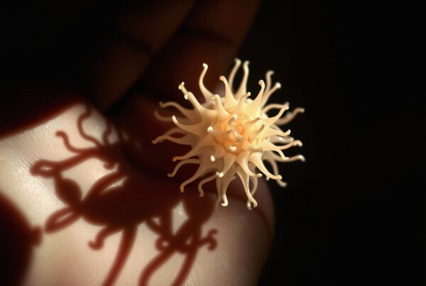 A small, intricate sculpture resembling a sea creature delicately rests on a hand, casting artistic shadows.