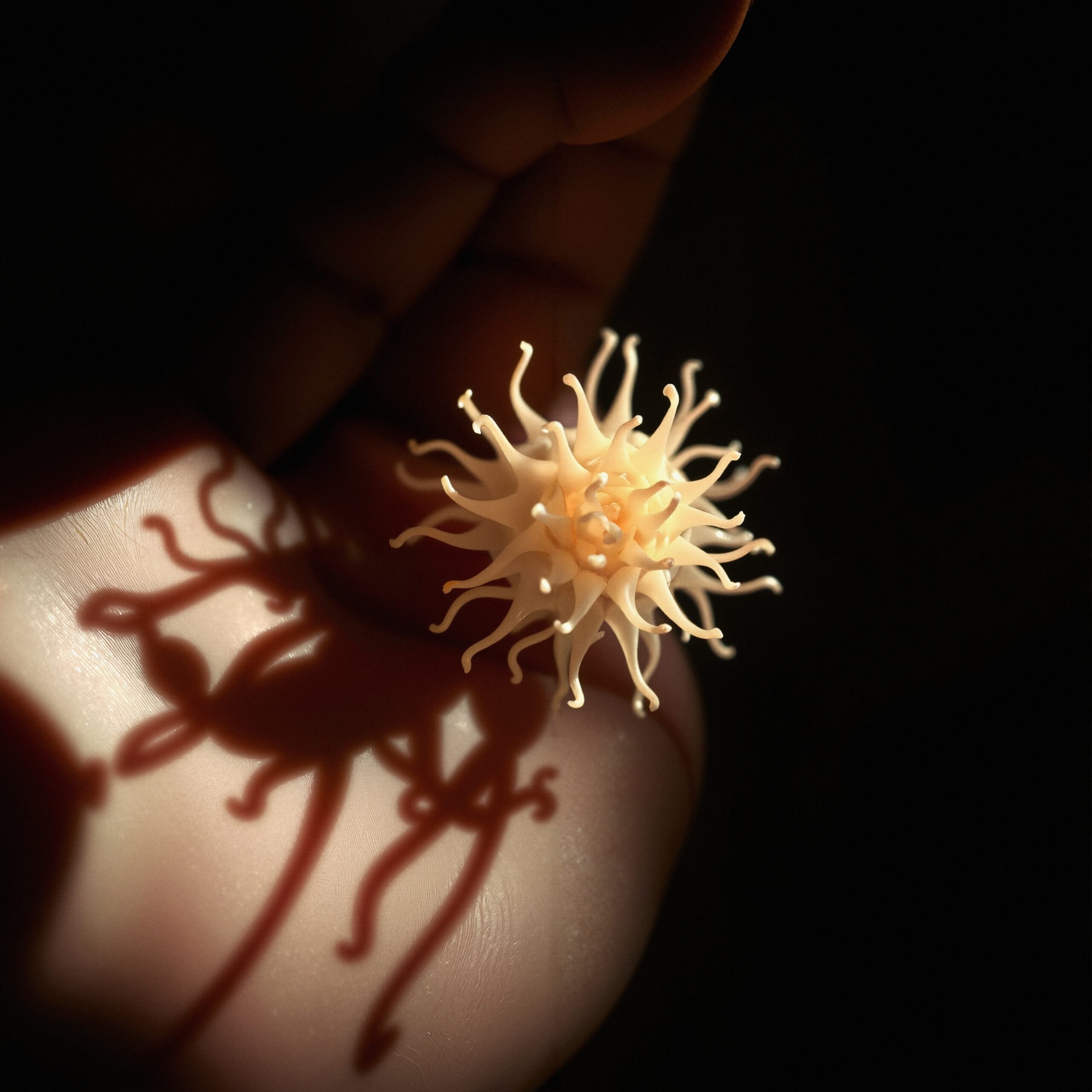 Delicate Sculpture in Hand’s Shadow