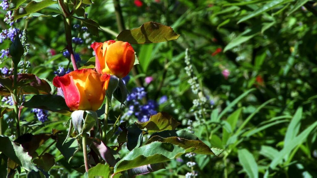 Blooming Roses In Lush Garden HD Video