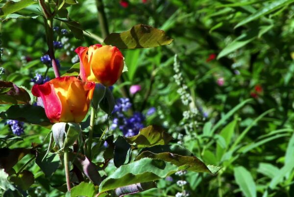 The video features a vibrant garden scene dominated by striking orange and yellow rose blossoms in the foreground.