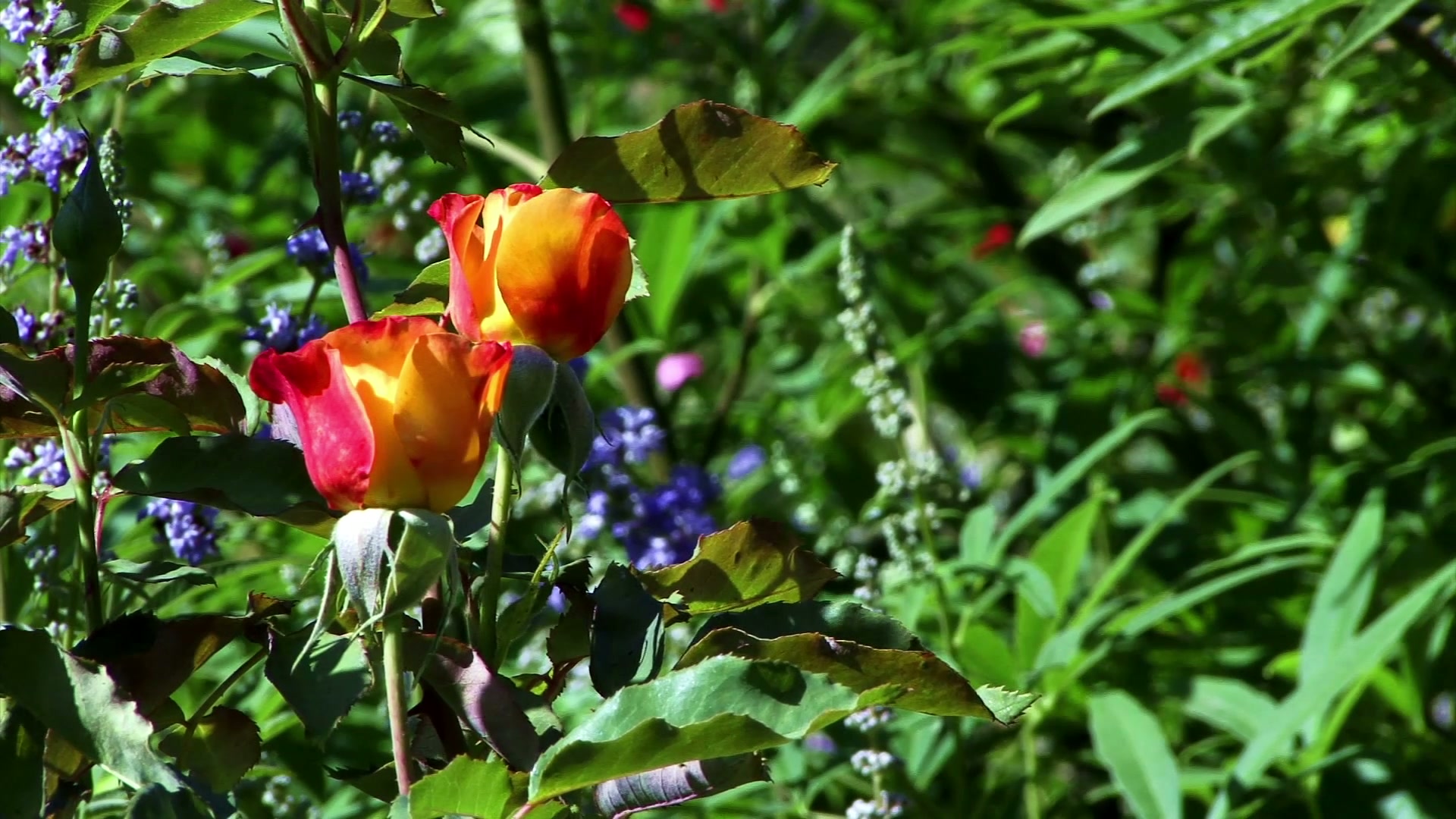 Vibrant Roses Amid Lush Greenery