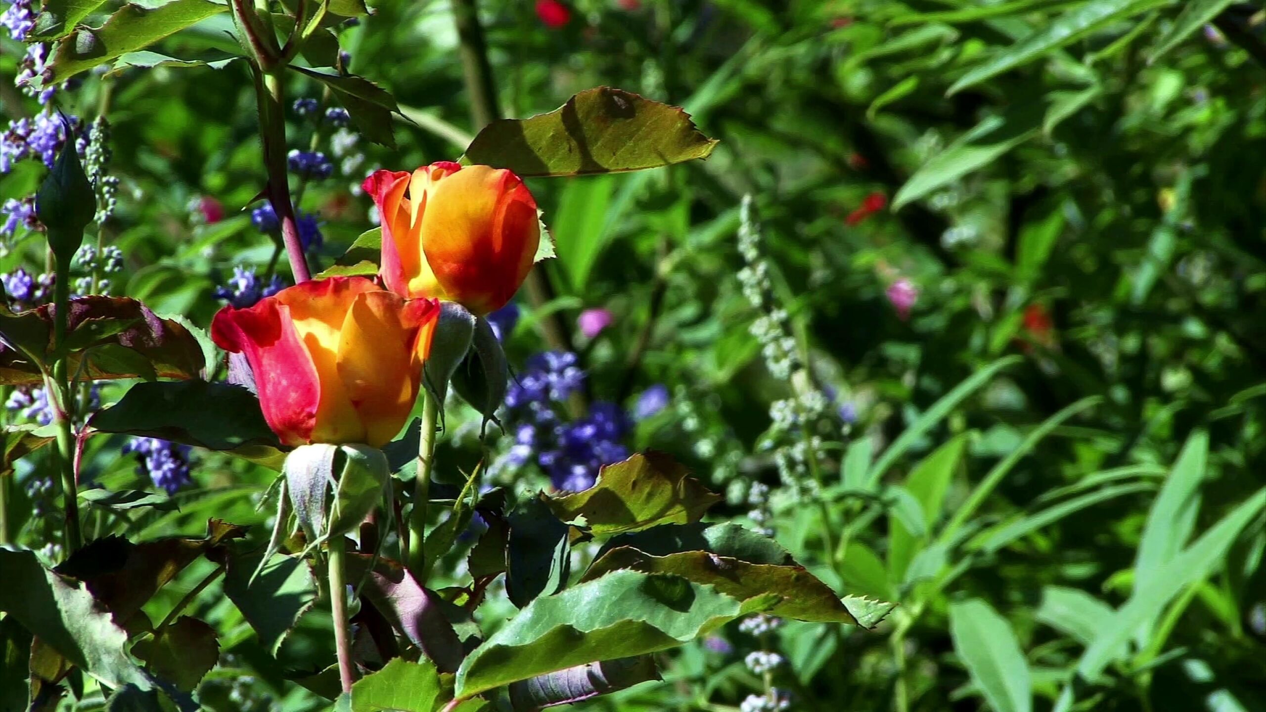 Blooming Roses Amidst Lush Garden 4K Video