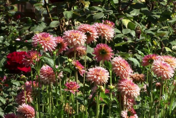 The video showcases a vibrant garden filled with blooming flowers.