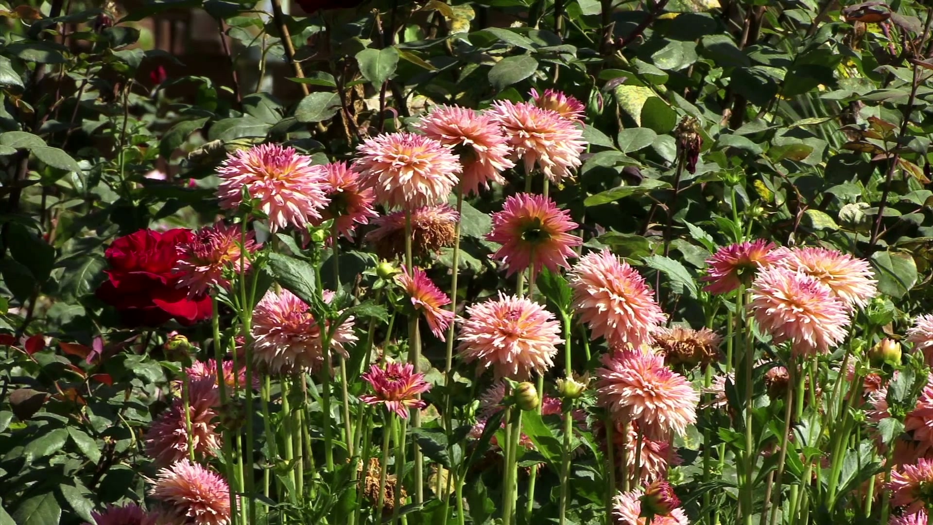 Vibrant Dahlias and Red Roses