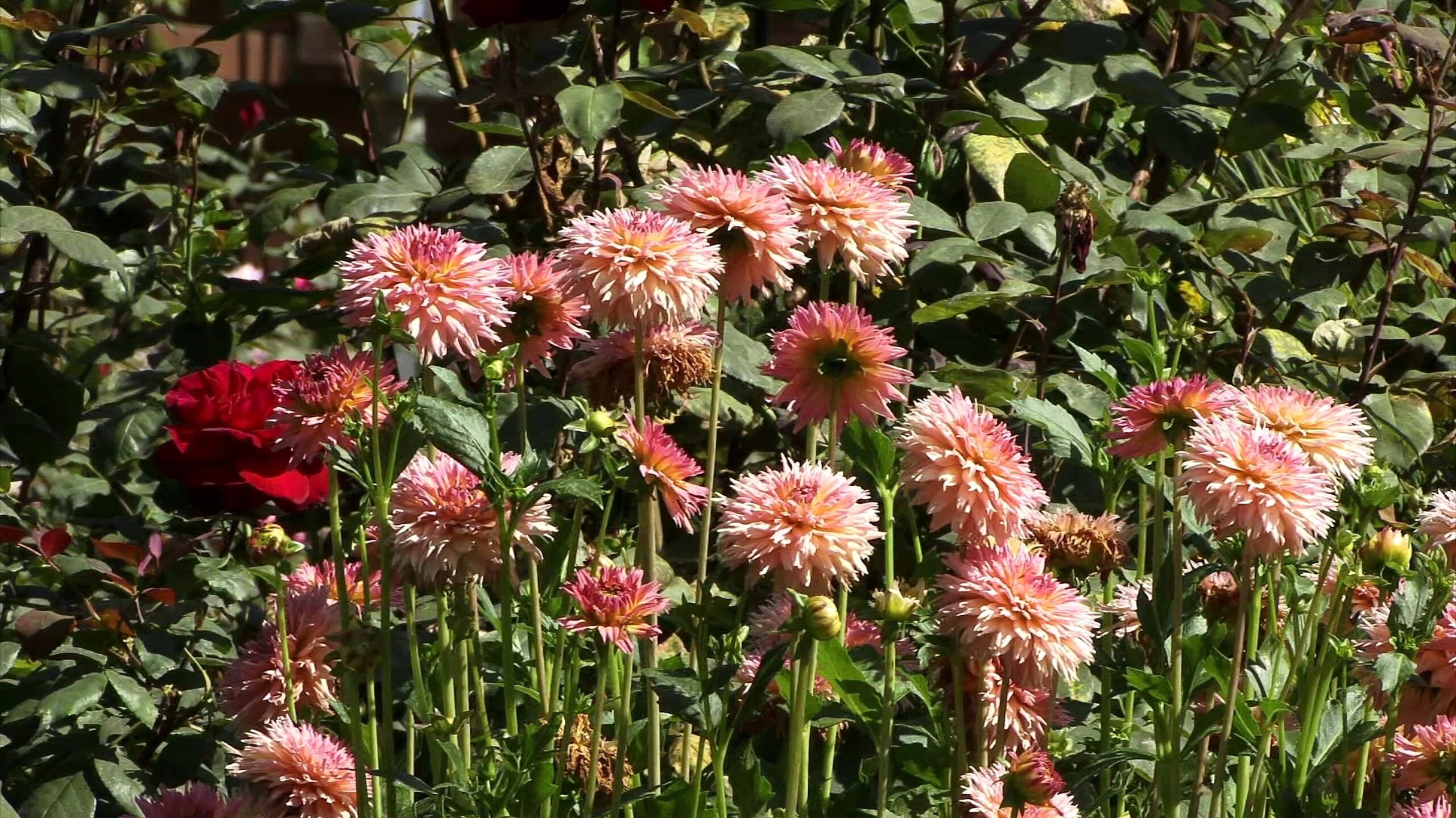 Pink Dahlias Bloom Garden 4K Video