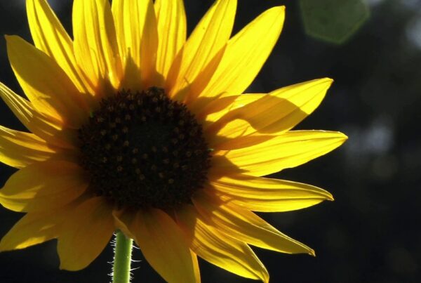 4K video close up of a vibrant sunflower blooming outdoors.