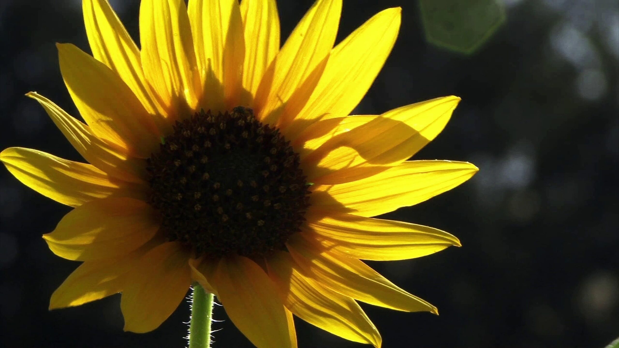 Golden Radiance Blooms 4K Video