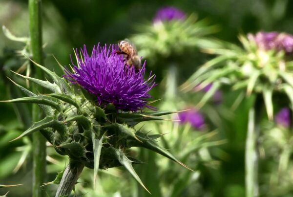 A bee pollinating a purple thistle flower with sharp green leaves on a sunny day.