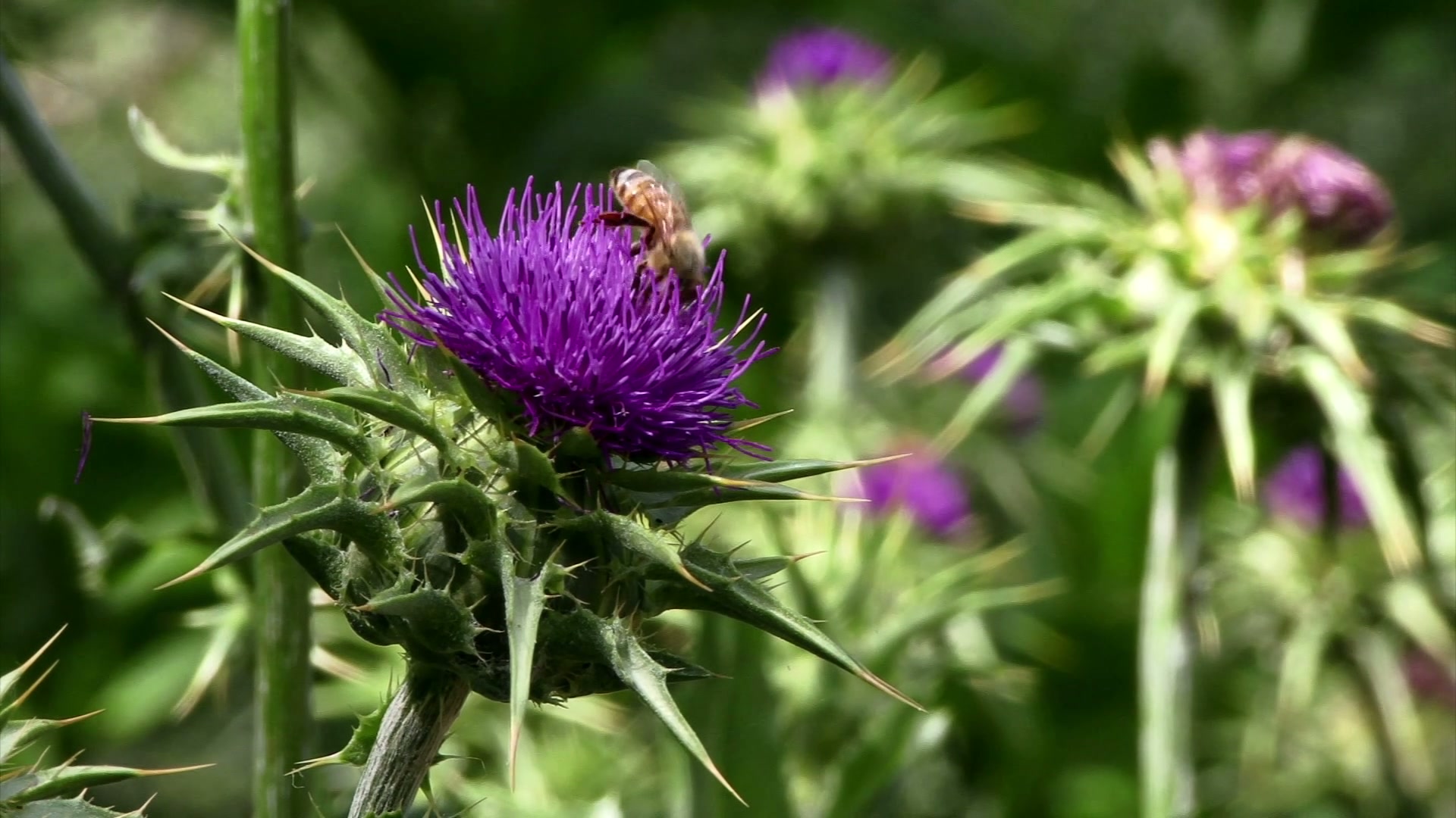 Bee on Purple Thistle Blossom