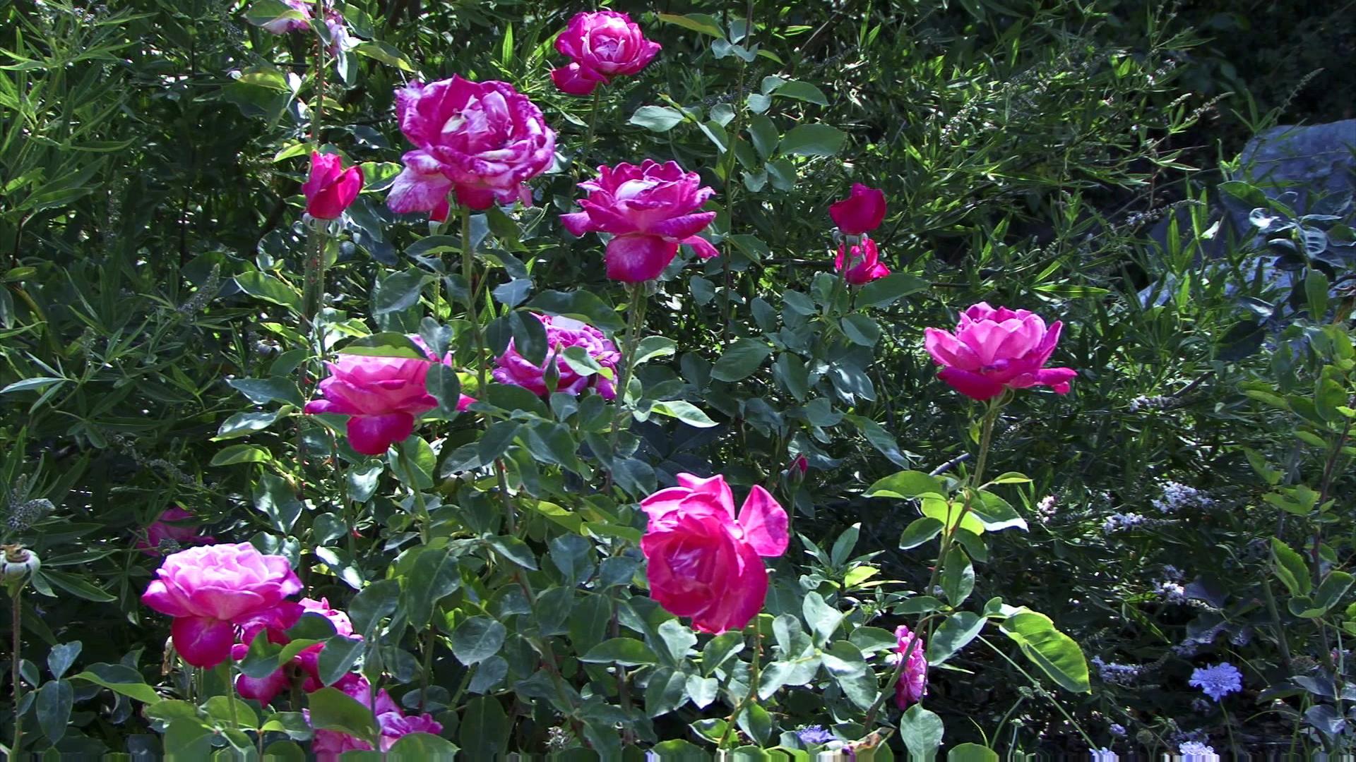 Pink Roses Bloom Serenely HD Video
