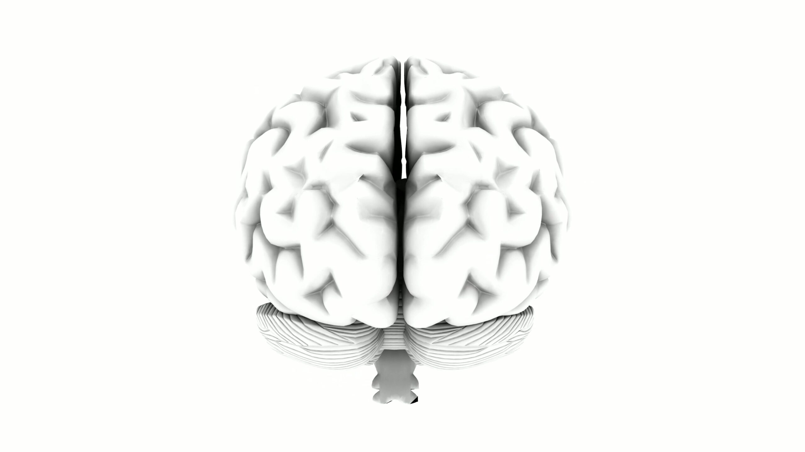 Brain Model on White Background Loop