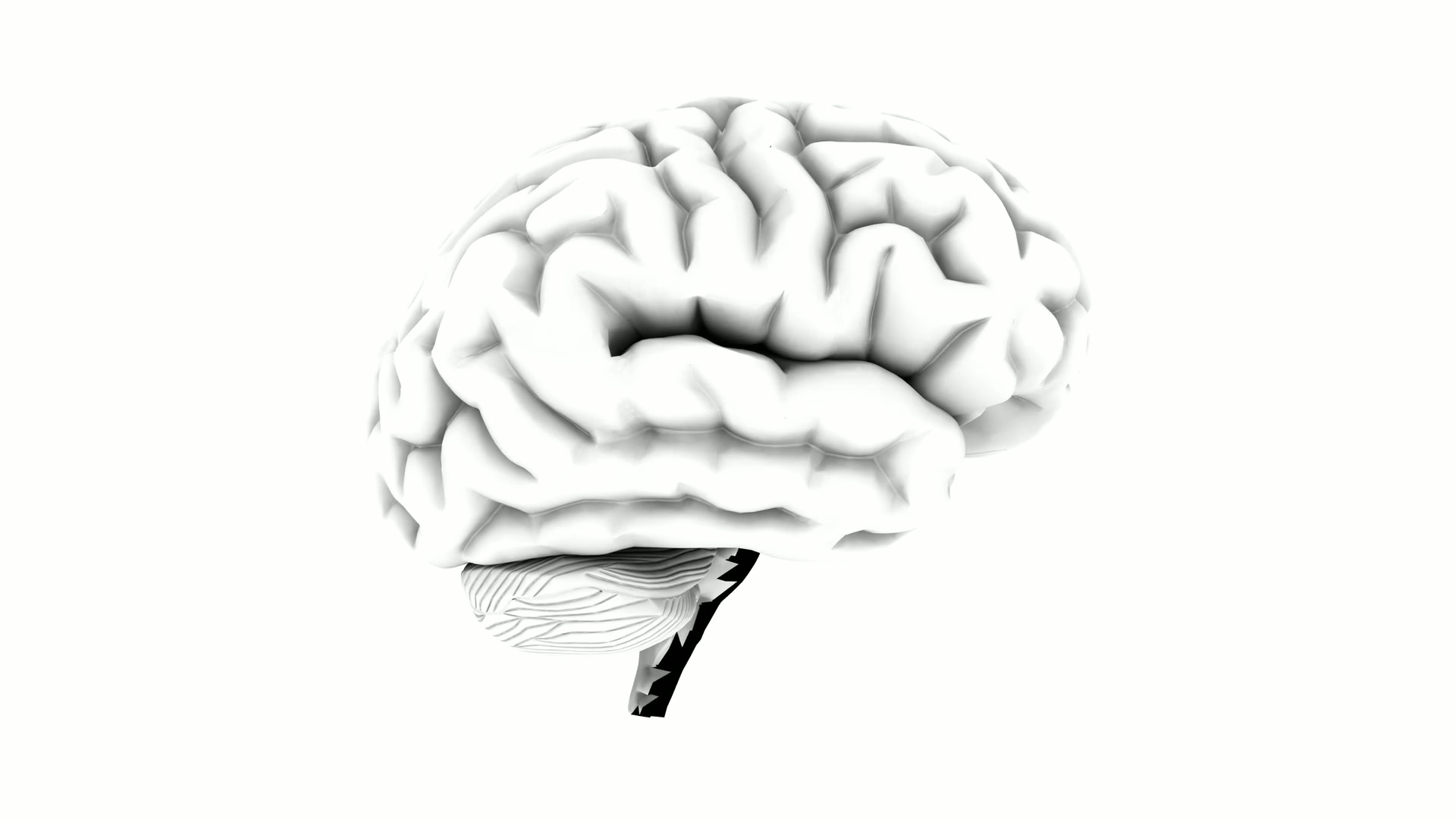 3D Rendering of Human Brain Loop
