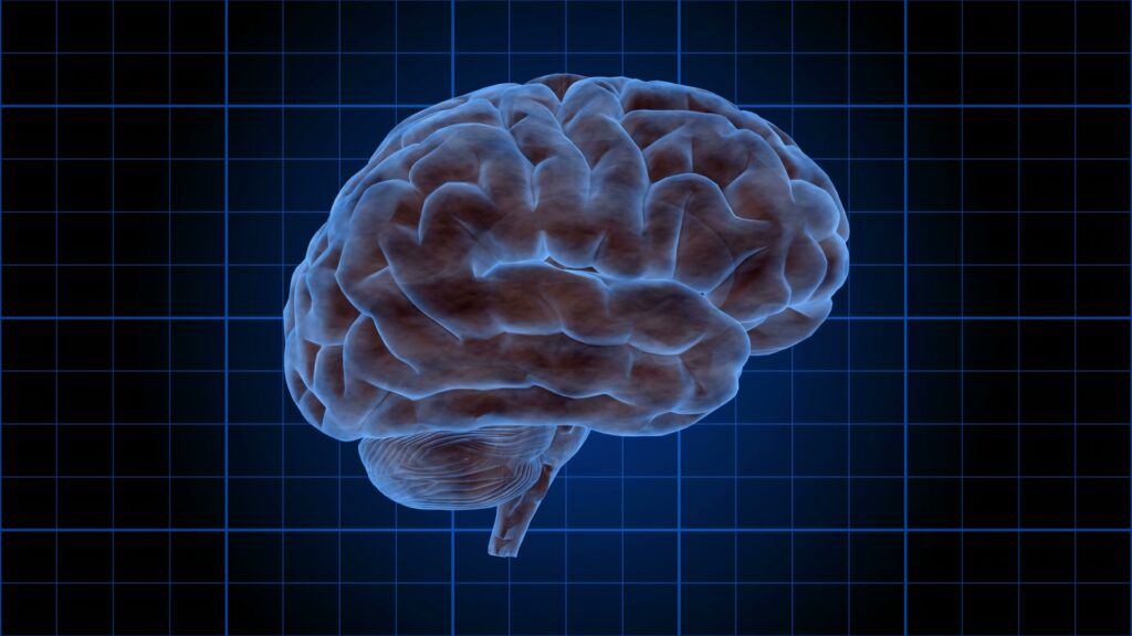 Illuminated Human Brain on Grid Loop