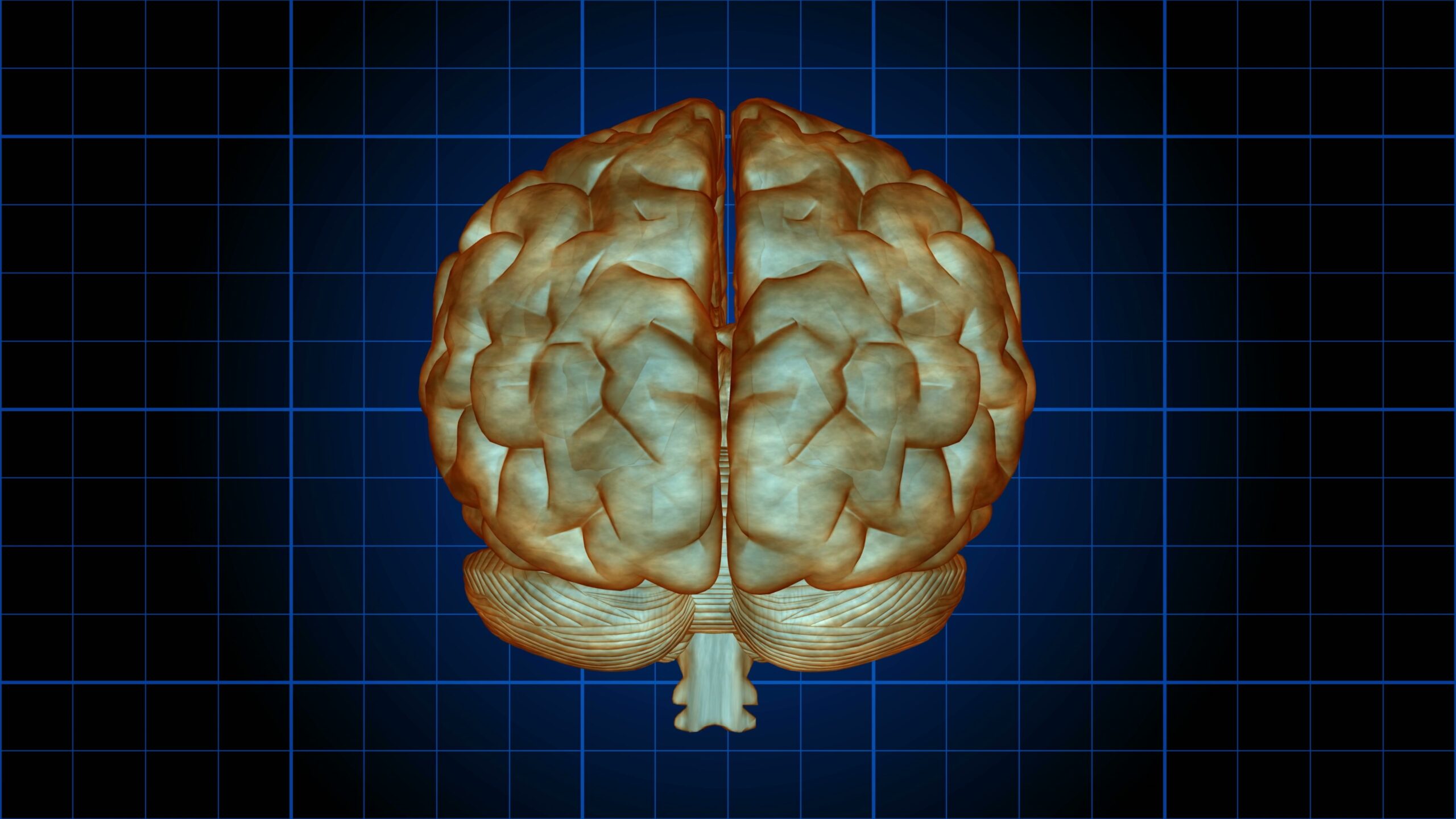 Rotating Brain Model on Grid Background 4K Loop