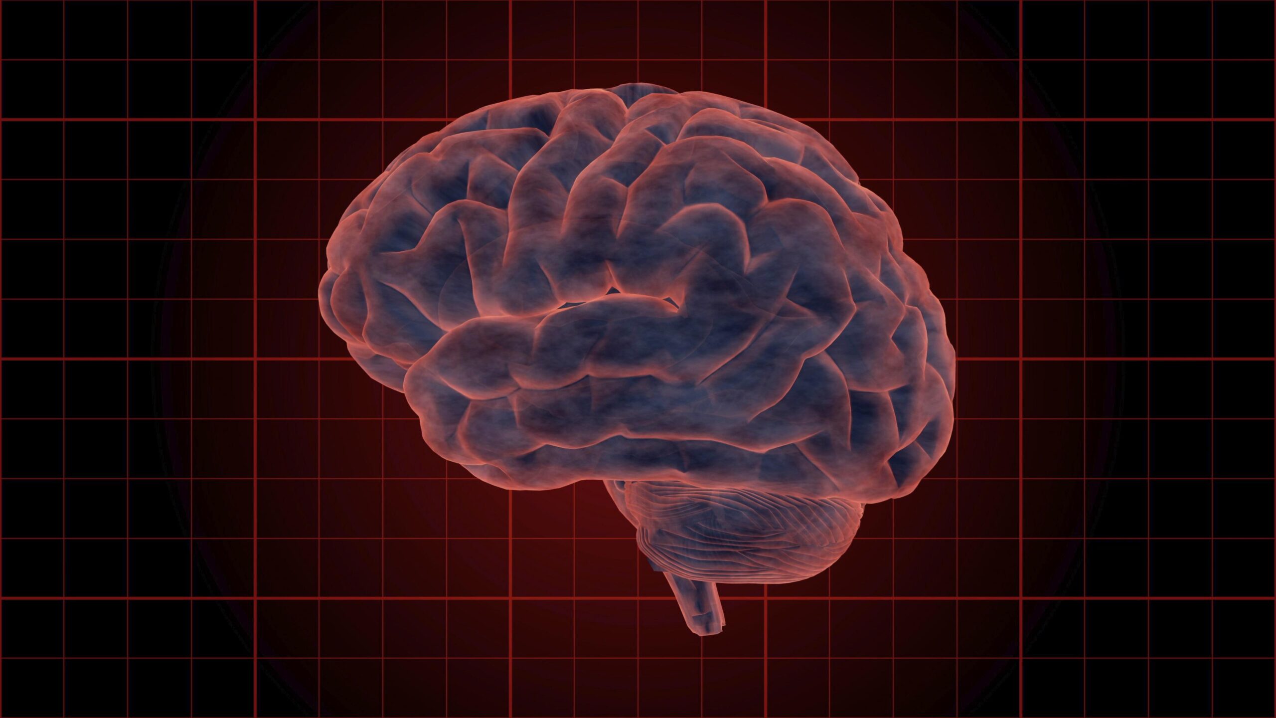 Digital Rendering of Human Brain 4K Loop