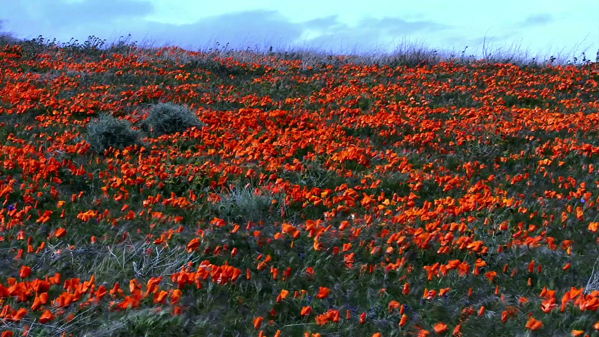 Vibrant Meadow of Orange Poppies