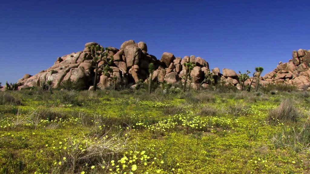 Desert Blooms Among Rocky Outcrops