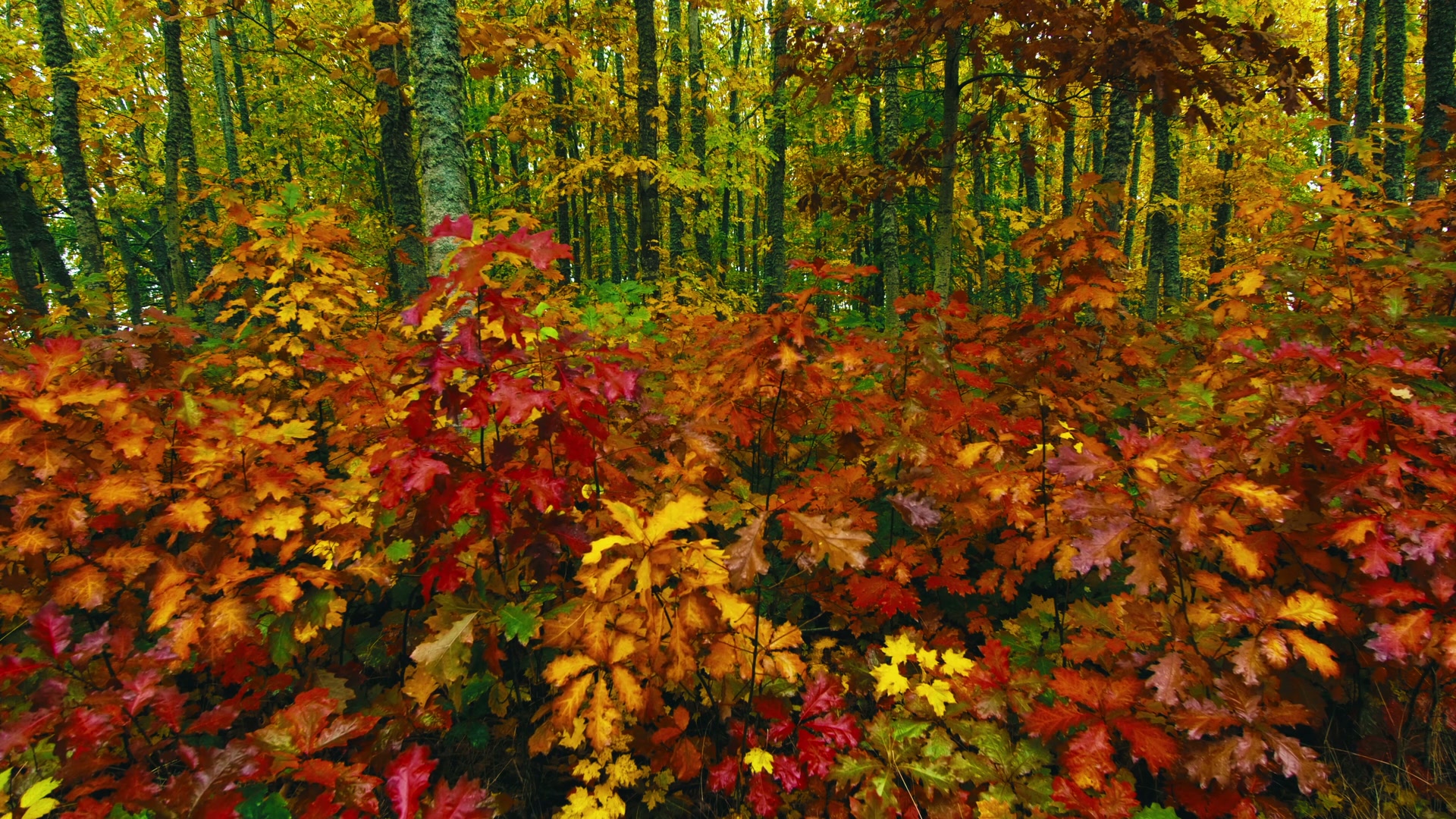 Vibrant Autumn Forest Scene