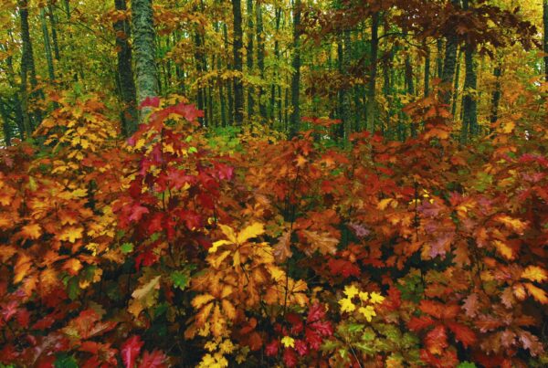 A vibrant 4K video of an autumn forest with colorful leaves.