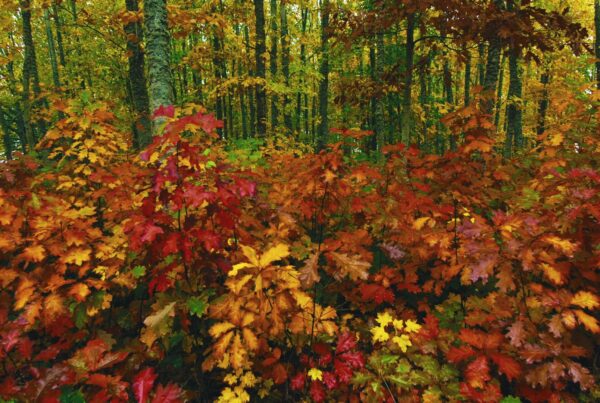 Vibrant video of an autumn forest with colorful leaves.