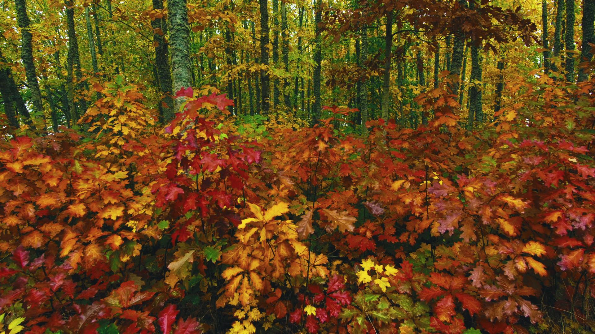 Vibrant Autumn Forest Scene HD Video