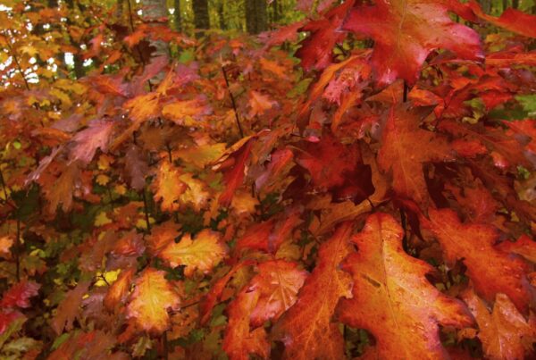 Vibrant autumn leaves in forest setting showing vivid colors in HD video.