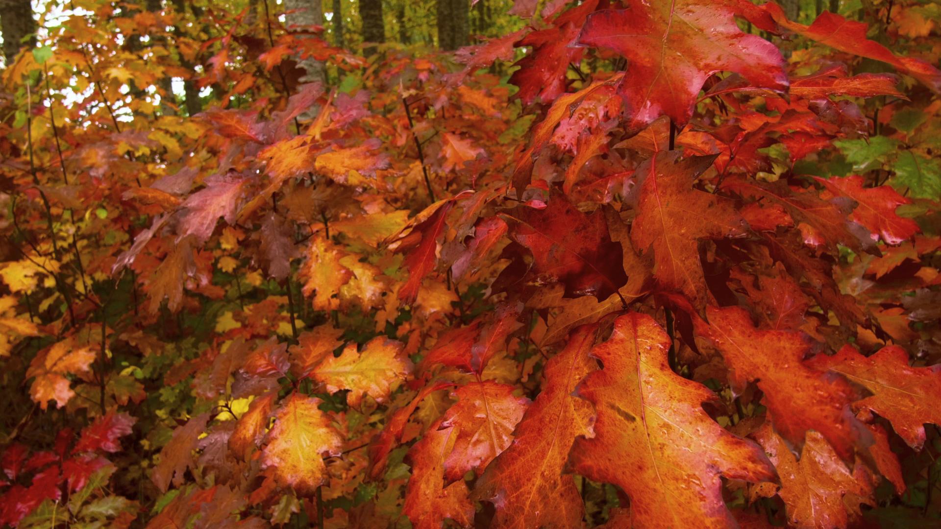 Vibrant Autumn Maple Leaves HD Video