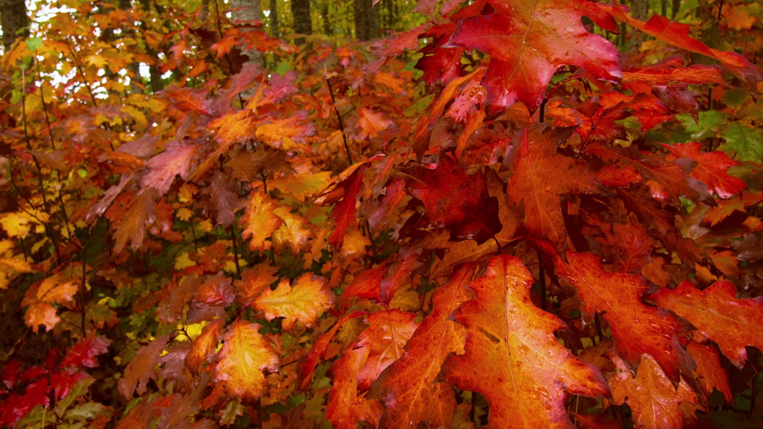 Vibrant Autumn Maple Leaves 4K Video