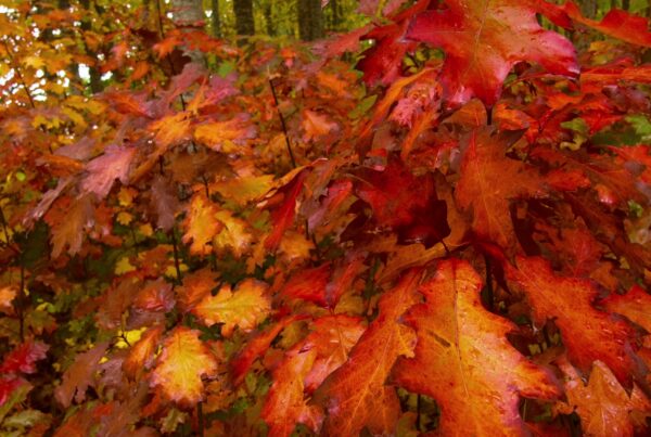 The video showcases a vibrant display of autumn foliage.
