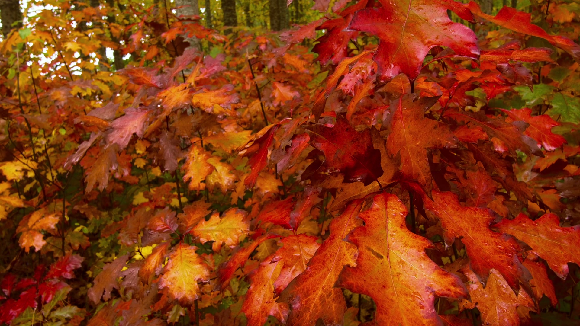 Vibrant Autumn Maple Leaves Display