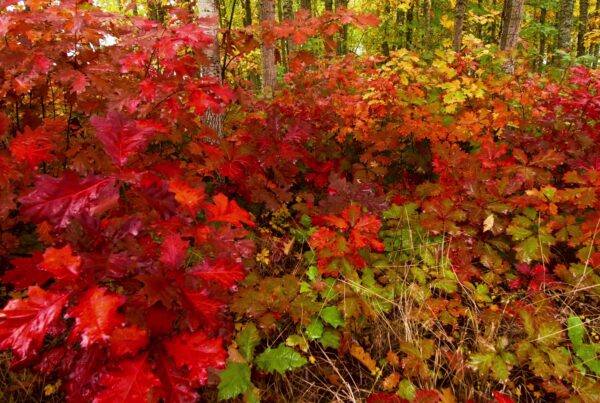 A vibrant display of autumn foliage in a forest, showcasing rich red, orange, and yellow leaves illuminated by sunlight filtering through the trees.