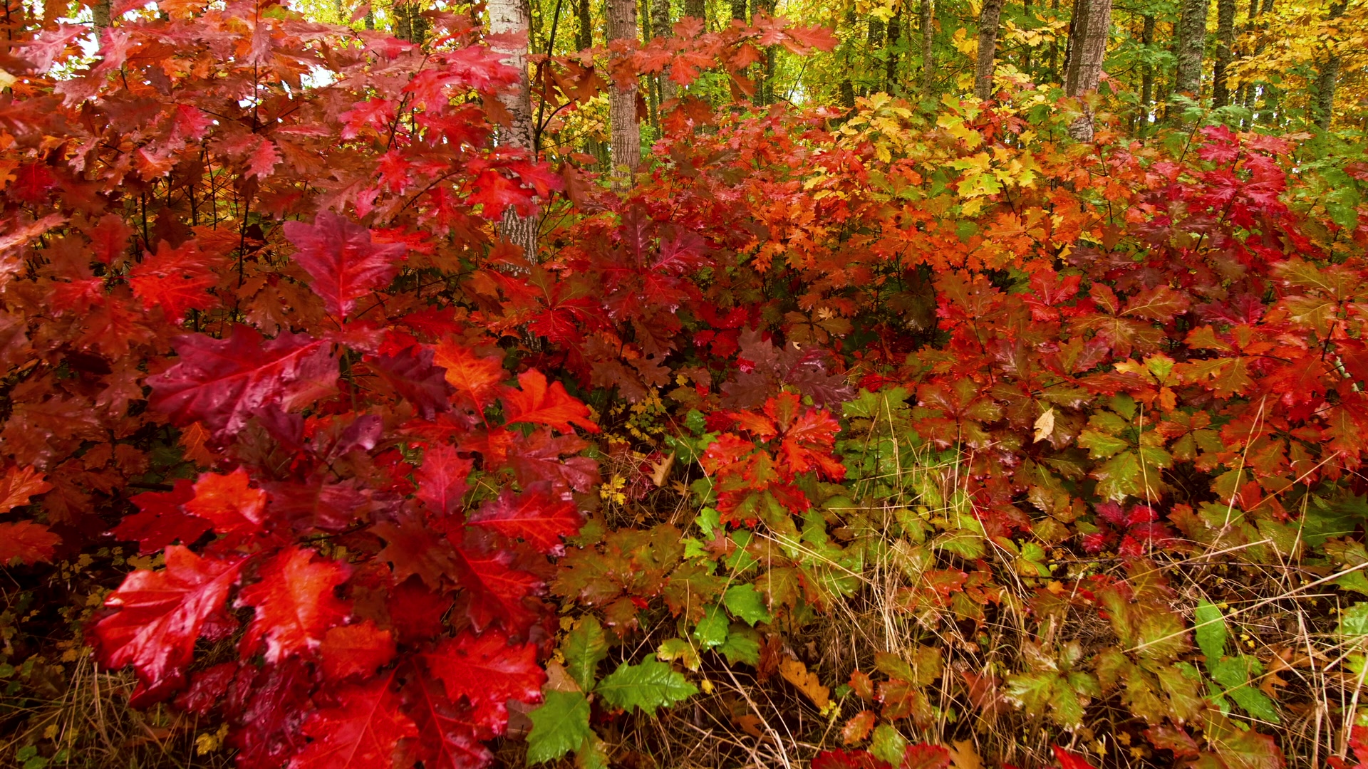 Vibrant Colors of Fall Forest