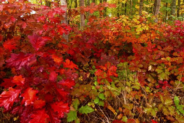 4K video of a dense forest scene with vibrant red, orange, and yellow autumn leaves covering the ground.
