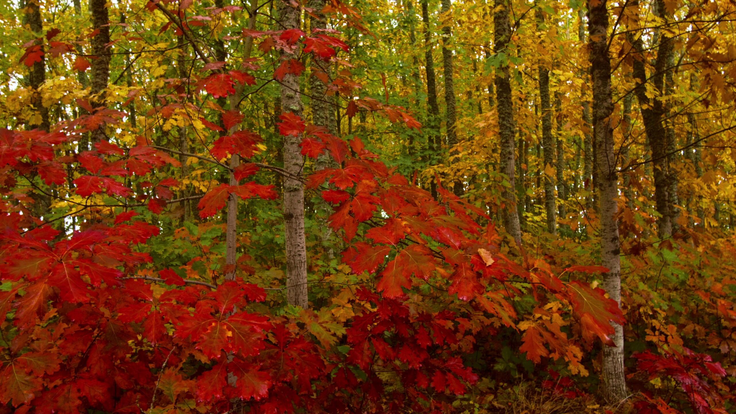 Autumn Forest Colors Vibrant Leaves 4K Video