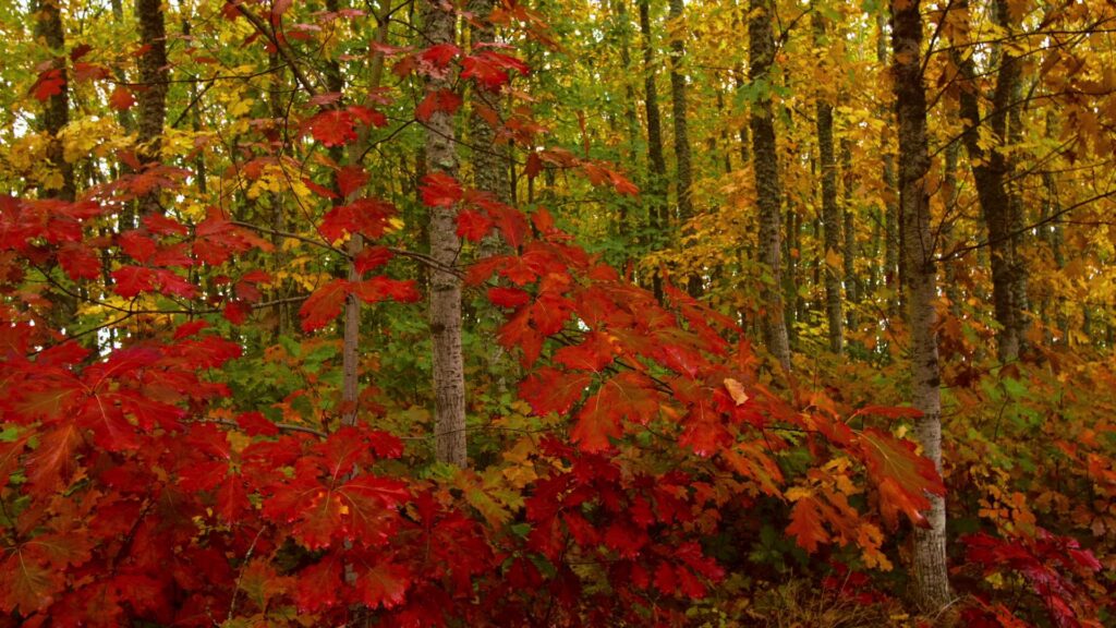 Autumn Leaves in Vibrant Forest HD Video