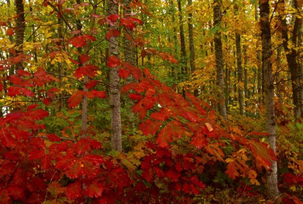 A forest in autumn with vibrant red and yellow leaves.