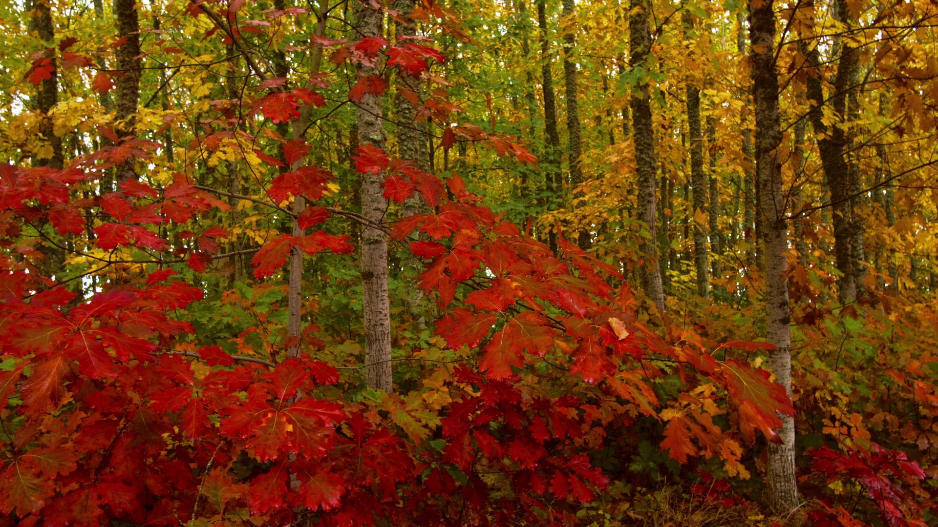 Autumn Leaves in Vibrant Forest HD Video