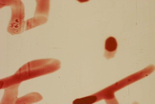 A looping video of distressed film leader with flickering dust, scratches and writing.