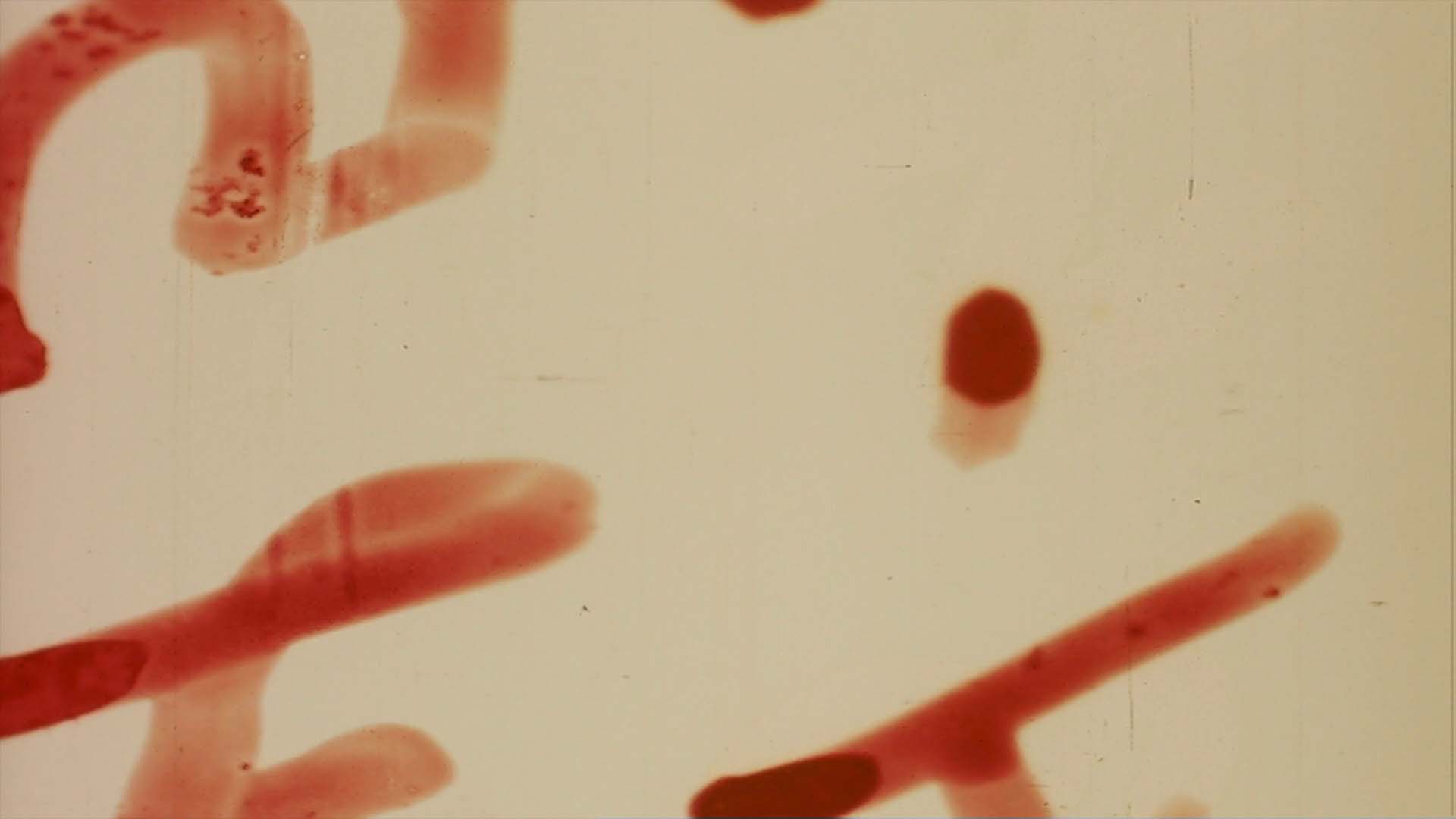 Vintage Film Leader Loop With Writing