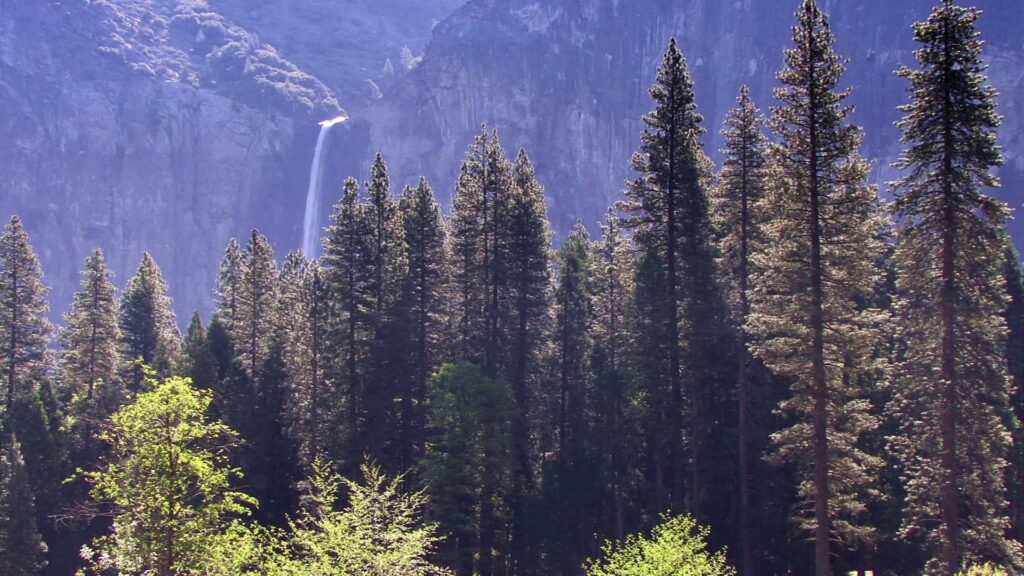 Majestic Waterfall Amidst Towering Pines