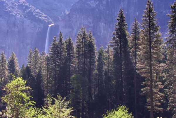 The video captures a stunning natural landscape dominated by tall evergreen trees, stretching upwards toward a clear blue sky.