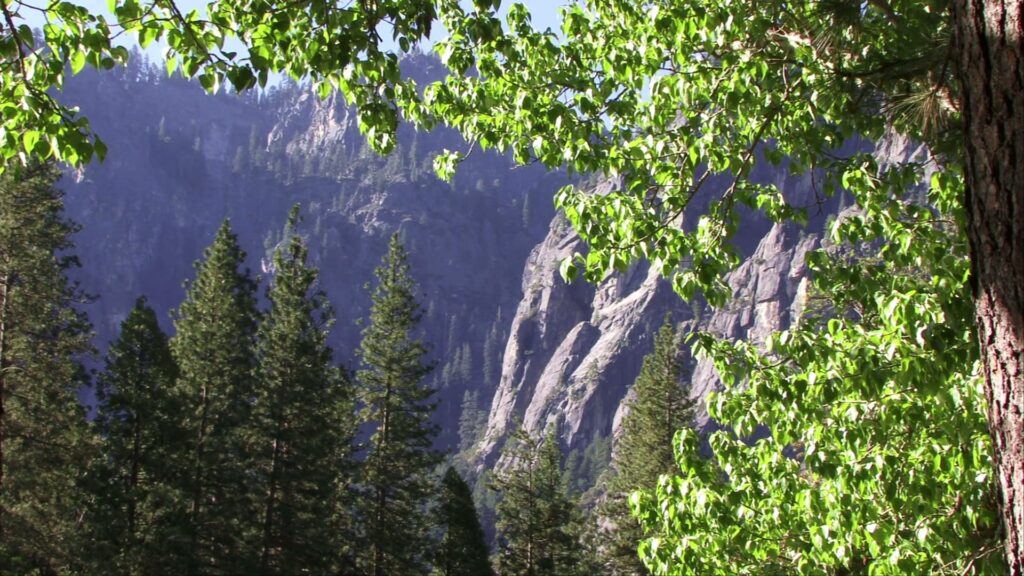 Cliffside Forest with Greenery
