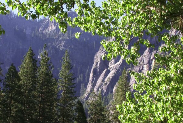 A serene forest landscape featuring towering cliffs and lush greenery under dappled sunlight, with a backdrop of majestic rocky formations.