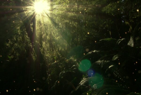 A serene forest scene with sunlight filtering through dense foliage, casting ethereal rays over lush ferns and moss-covered trees, enhanced by sparkling particles floating in the air.