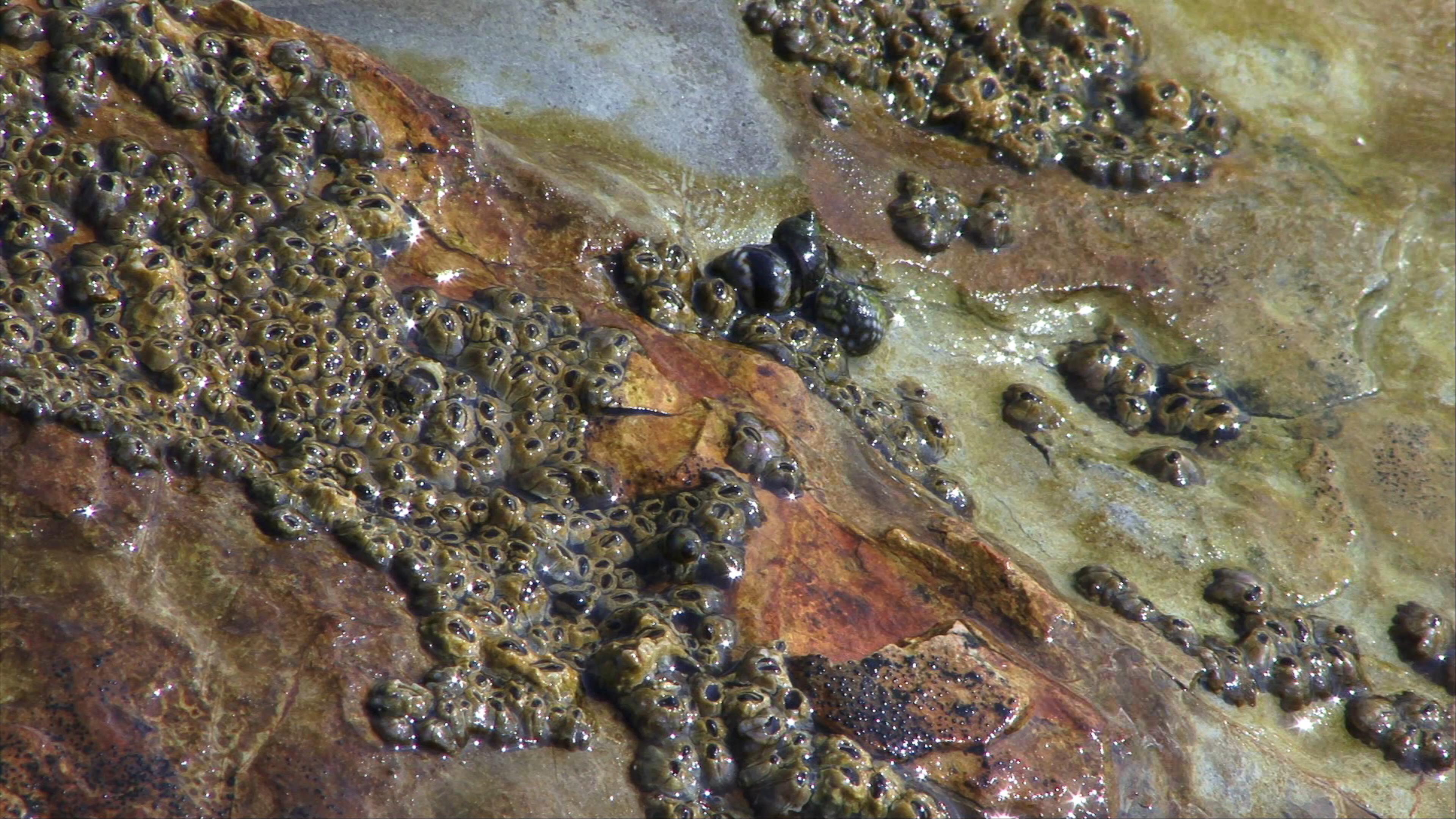 Barnacles Clinging To Tidal Rocks 4K Video